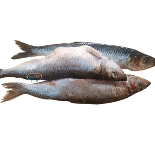 /media/products/FISH-FRZ-SHAWA.jpg