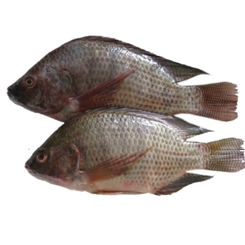 /media/products/FISH-TILAPIA-FROZEN-KG.jpg